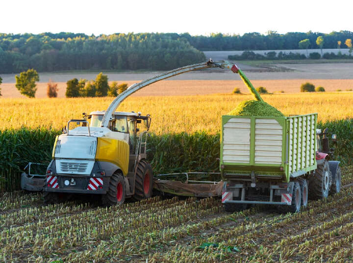 Optimaler Erntetermin Optimaler Erntetermin